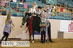 14yn_28805 thumbnail