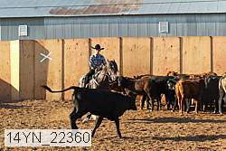 14yn_22360 thumbnail