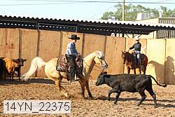 14yn_22375 thumbnail