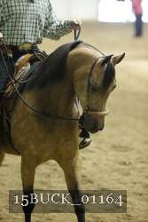 15BUCK_01164 thumbnail