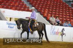 15BUCK_04865 thumbnail