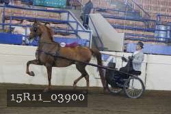 15R11_03900 thumbnail