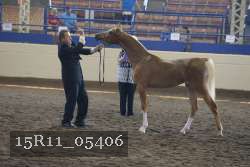 15R11_05406 thumbnail