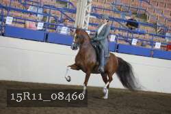 15R11_08460 thumbnail