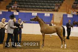 15R12_00221 thumbnail