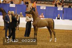 15R12_00222 thumbnail