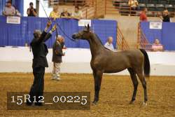 15R12_00225 thumbnail