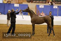 15R12_00229 thumbnail