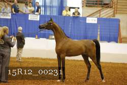 15R12_00231 thumbnail