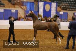 15R12_00237 thumbnail