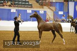 15R12_00238 thumbnail