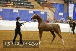 15R12_00239 thumbnail