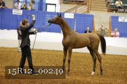 15R12_00240 thumbnail