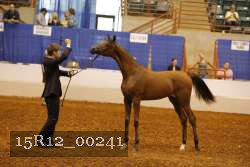 15R12_00241 thumbnail