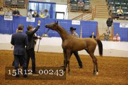 15R12_00243 thumbnail