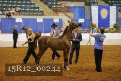 15R12_00244 thumbnail