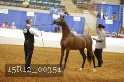 15R12_00351 thumbnail