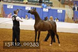 15R12_00353 thumbnail