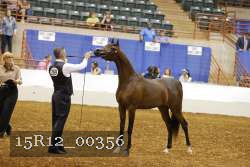 15R12_00356 thumbnail