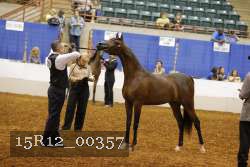 15R12_00357 thumbnail