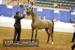 15R12_00359 thumbnail