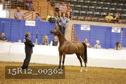 15R12_00362 thumbnail