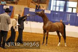 15R12_00365 thumbnail