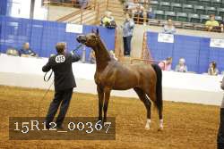 15R12_00367 thumbnail