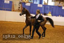 15R12_00433 thumbnail