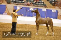 15R12_03346 thumbnail