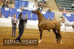 15R12_03427 thumbnail