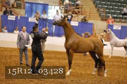 15R12_03428 thumbnail