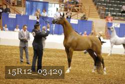 15R12_03429 thumbnail
