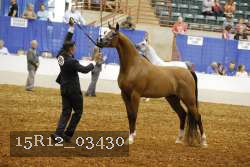 15R12_03430 thumbnail