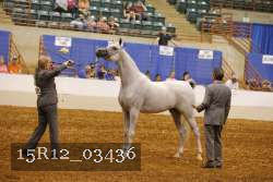 15R12_03436 thumbnail