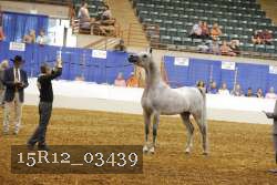 15R12_03439 thumbnail