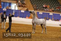 15R12_03440 thumbnail
