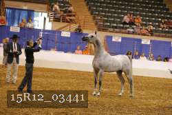 15R12_03441 thumbnail