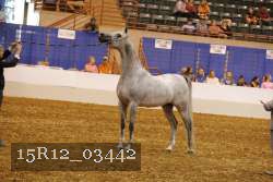 15R12_03442 thumbnail