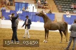 15R12_03450 thumbnail