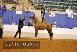 15R12_05675 thumbnail