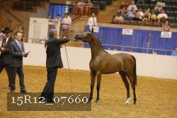 15R12_07660 thumbnail