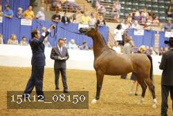 15R12_08150 thumbnail