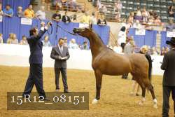 15R12_08151 thumbnail