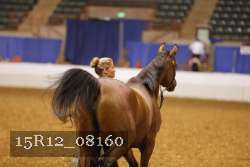 15R12_08160 thumbnail