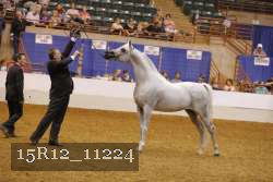 15R12_11224 thumbnail