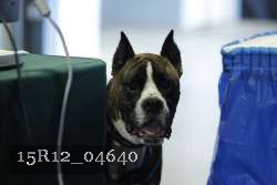 15R12_04640 thumbnail