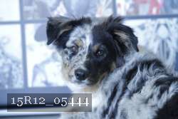 15R12_05444 thumbnail