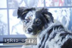 15R12_05446 thumbnail