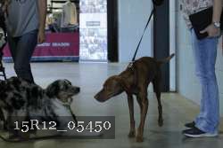15R12_05450 thumbnail